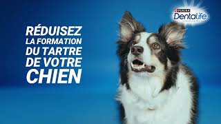 DENTALIFE® CHIEN Hygiène BuccoDentaire pendant 28jours [upl. by Aileno460]