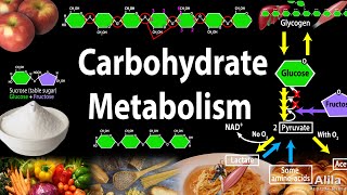 Carbohydrate Structure and Metabolism an Overview Animation [upl. by Marlo]