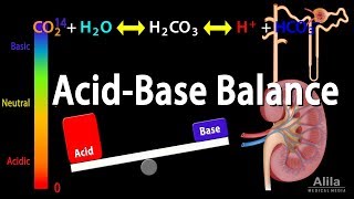 Acid Base Balance Animation [upl. by Nessim]