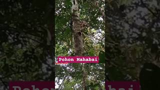 BENTUK POHON DAN PERCABANGAN MAHABAI Polyalthia sumatrana [upl. by Einna903]