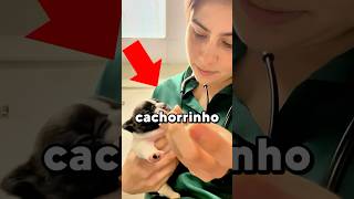 Filhote de Cão Gritando Original x Meme meme viral trend cachorro [upl. by Maccarone]