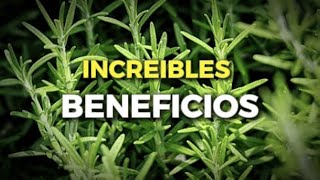 11 Hierbas de uso Medicinal 🌿 Beneficios Increíbles [upl. by Hanas205]