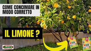 Come Concimare il LIMONE [upl. by Zimmermann]