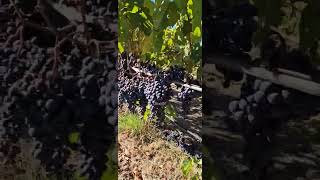 Uva Merlot 🍇 🍇 Trabajos del campo California 🍇 🍷🍇harvest follow fypシ゚viral usa video fyp [upl. by Ecaidnac]