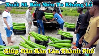 Đông Paulo  Xuất Số Lượng Bầu quotSiêu To Khổng Lồquot Lên Thành Phố Bán Giúp Người Dân [upl. by Adnaw592]