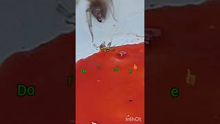 Yellow carpenter ants vs Fire ants battle ants insects wildlife shorts [upl. by Gregorius340]