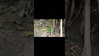 Russells viper😳 snake snakevideo new animals dangerous [upl. by Zacharias]