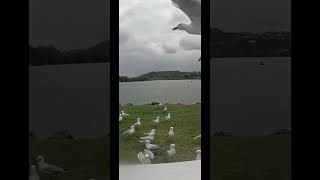 Seagulls Stop it now [upl. by Aset]