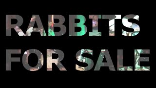 Meet Rabbits For Sale  Indie Rock Band [upl. by Vallonia439]