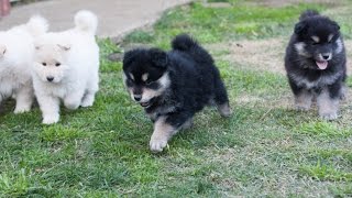 Finnish Lapphund Puppies  6 weeks  Armahani Iolite Litter [upl. by Coleman]