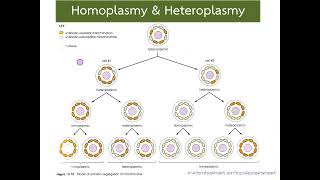 Extrachromosomal inheritance Part 1 [upl. by Ruyle]