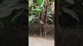 Sanp kele ke ped par chada hai kingcobra viralvideo cobra kingsnake shortvideo [upl. by Kcirddes]