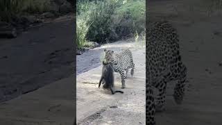 Baboons chase down a leopard that caught their friend 😮 [upl. by Retsevel]