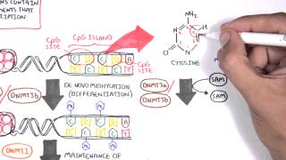 DNA Methylation and Cancer  Garvan Institute [upl. by Bergh]