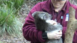 CUTE Baby Koala at Healesville Animal Sanctuary [upl. by Ysnat]