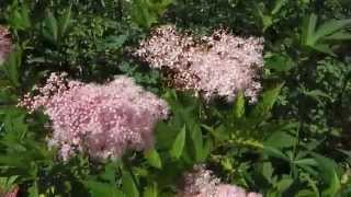 Filipendula rubra ‘Venusta’ [upl. by Dyun]