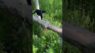 2022 Colorado Rainbow Gathering [upl. by Anderson]