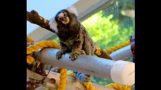 Marmoset Monkeys Pisces Pet Store Calgary [upl. by Farkas]