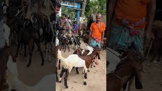 ১ পিচ ছাগল ৭০ থেকে ৮০ কেজি ওজন হয় sagolerkhamar ছাগলেরহাট goat [upl. by Aneen]