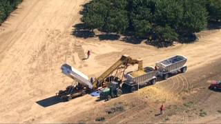 Pistachio Harvest amp Farming with Laura McIntosh  PBS Bringing It Home [upl. by Sneed386]