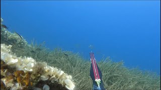 İzmir ÖzdereZıpkınla sargoz avı 🤿 zıpkınlabalıkavı doğa freedive fishing spearfishing beach [upl. by Rennug406]