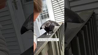 This woman rescued a crow that fell into the river and then this happened animalshorts [upl. by Mezoff996]