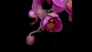 Orchid Phalaenopsis Time Lapse [upl. by Almira856]