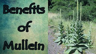 Health Benefits of Mullein [upl. by Barnes935]