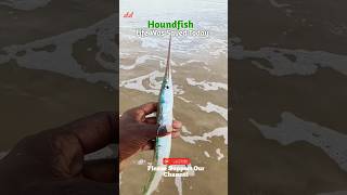 Rescue Completed ✓✓  quotHoundfish Life Was Saved Today ❤️‍🩹quot fish needlefish greenfish viralvideo [upl. by Ailla]