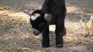 Baby African Pygmy Goat  The Maryland Zoo [upl. by Legge]