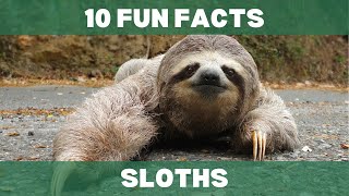 Sloths 10 Fun Facts Animals Education Learning [upl. by Enoryt]