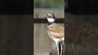 Killdeer Broken Wing FakeOut [upl. by Ayle]