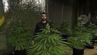 Club de moteros y producción de Marihuana GTA V Online [upl. by Bachman458]