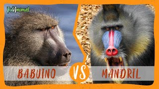 Babuino Chacma vs Mandril ¿Cual es el mono mas fuerte [upl. by Aicenert]