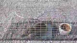 Rat Trap with a live Rat [upl. by Inge]