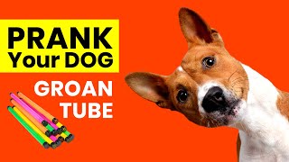 Prank Your Dog  Groan Tube sounds [upl. by Mount]