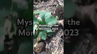 Mysteries of the Morchella 2023 MidSeason Morel Mushroom Utah High Elevation Mountain Canyons [upl. by Bolton982]