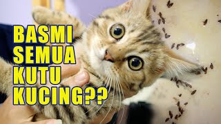 CARA PAKAI OBAT KUTU KUCING OLES  BASMI SUMUA KUTU KUCING [upl. by Sualakcin770]