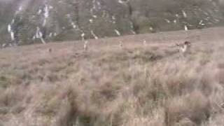 Sabbing the Lunesdale foxhounds 2010 [upl. by Camden]