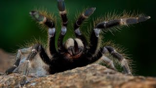 Nos Ataca la ARAÑA del MONO TARANTULA más grande de LATAM Cacata de República Dominicana [upl. by Madella]