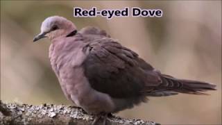 7 dove calls of the Eastern Cape [upl. by Marcos]