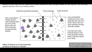 Osmosis amp Diffusion [upl. by Uamak440]