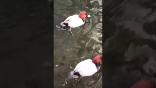 💫🦤So cute common pochard  aythya ferina  midsized diving duck in the river ebird divingduck [upl. by Liemaj]