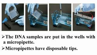 Casting and Running Precautions of Agarose Gel Electrophoresis [upl. by Oiliruam]