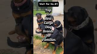 Top 10 best large dog breeds for families top dogs [upl. by Eade]