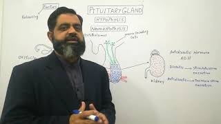 Pituitary Gland posterior lobe UrduHindi medium profmasoodfuzail Hormones of Neurohypophysis [upl. by Fu]