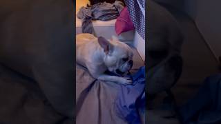 RYMANS 500 THREAD COUNT EGYPTIAN COTTON SHEETS shorts french bulldog fyp viralvideo dog [upl. by Huggins]