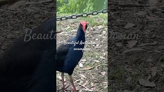 Beautiful Australasian swamphen at Wilson Botanic Park [upl. by Ailic]