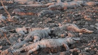 Siccità in Paraguay cimitero di caimani nel fiume Pilcomayo [upl. by Rorke]