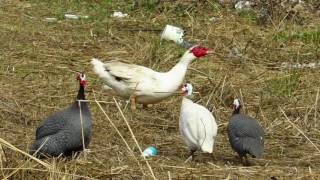 Mošusna Patka  Cairina Moschata  Birds of Croatia [upl. by Edlin]